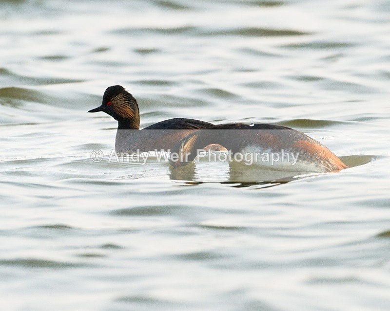 20110328-IMG_3014 - Black-necked Grebe