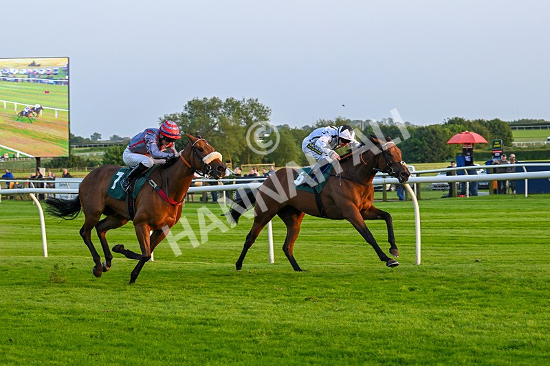 310524-Race 5-Dusk Dame-8941 - Race 5