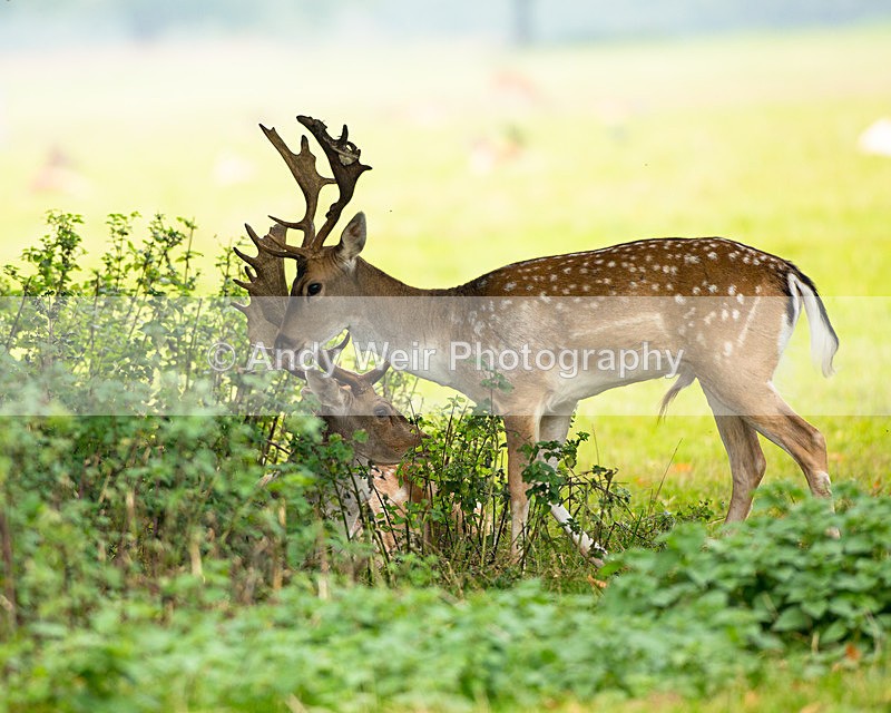 20140929-3K8A5959 - Fallow Deer
