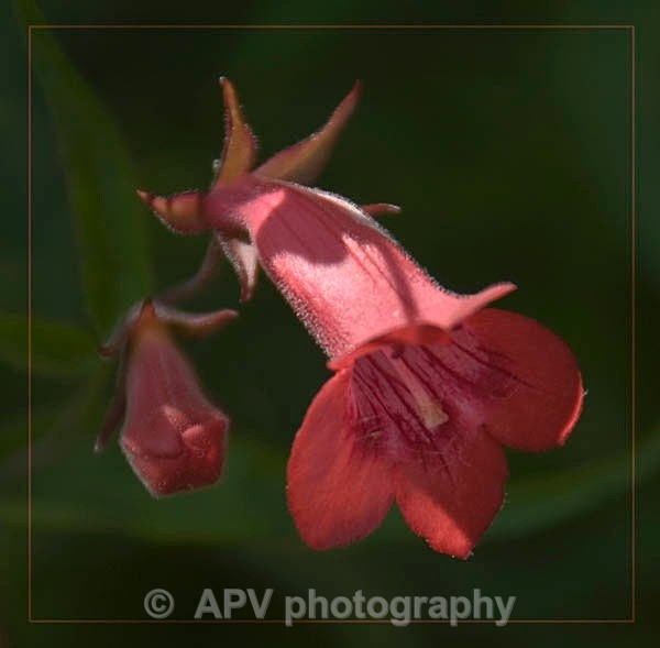 67 - Petals and Leaves