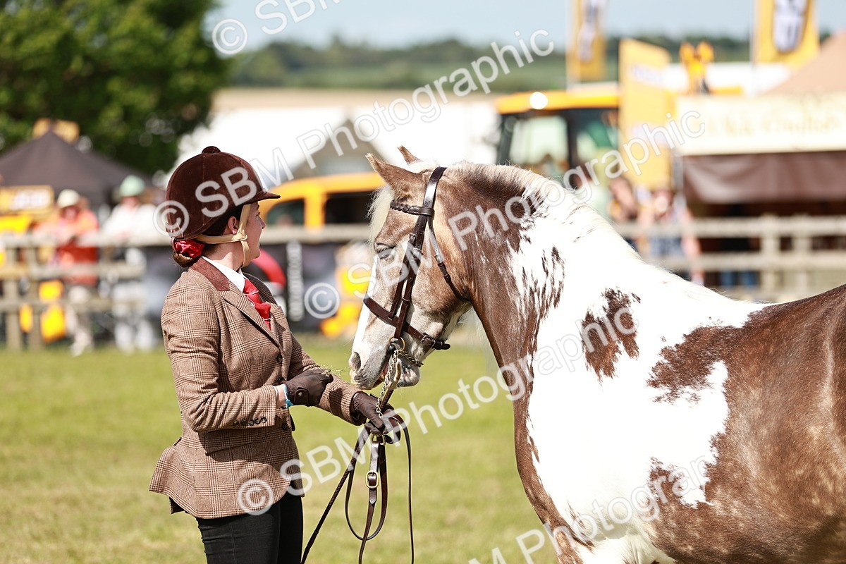 SBM_08838 - Class 63-65 - Traditional Gypsy Cobs In Hand & Ridden