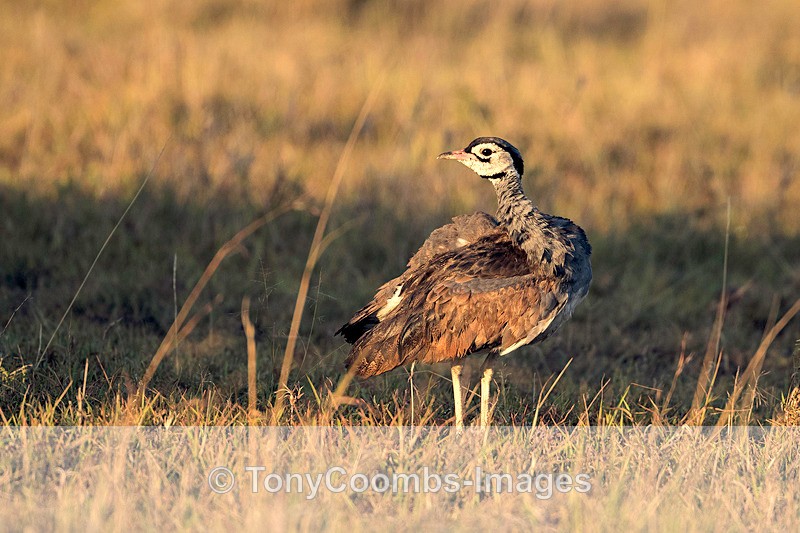 White-bellied Bustard - Mara North ~ Birds