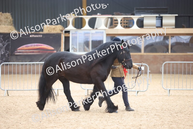 20251109-1111 - Class 29 - Geldings 4 Years and over