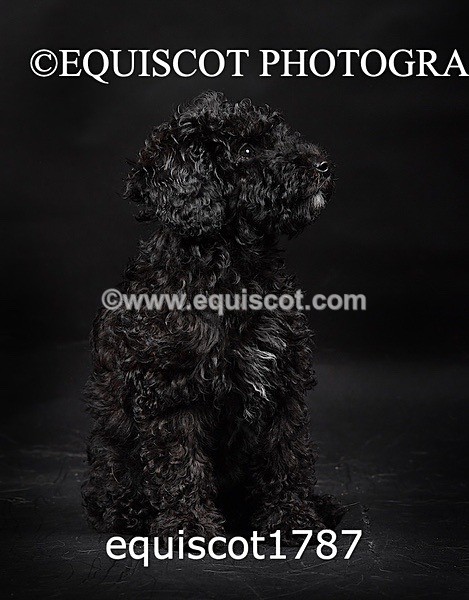 equiscot1787 - BONNIE