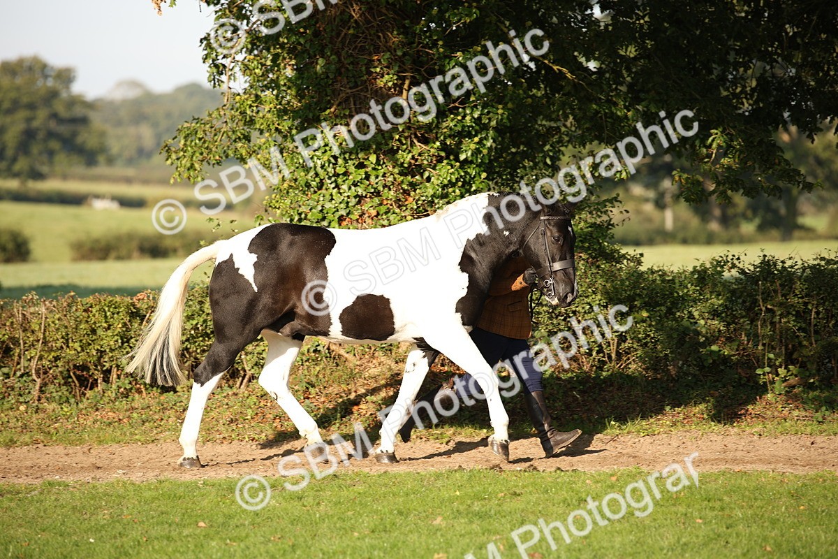SBM_58665 - S51 - Piebald & Skewbald Horse In Hand