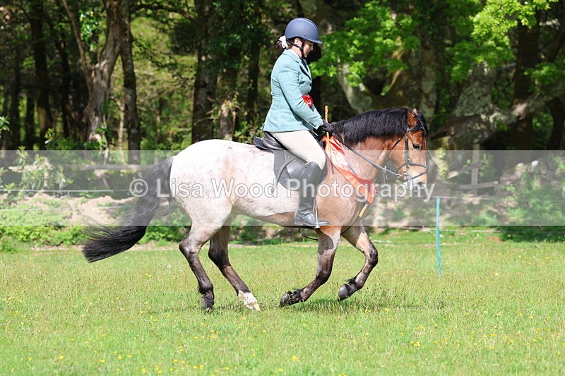 3E7A2781 - Working Hunter Championship