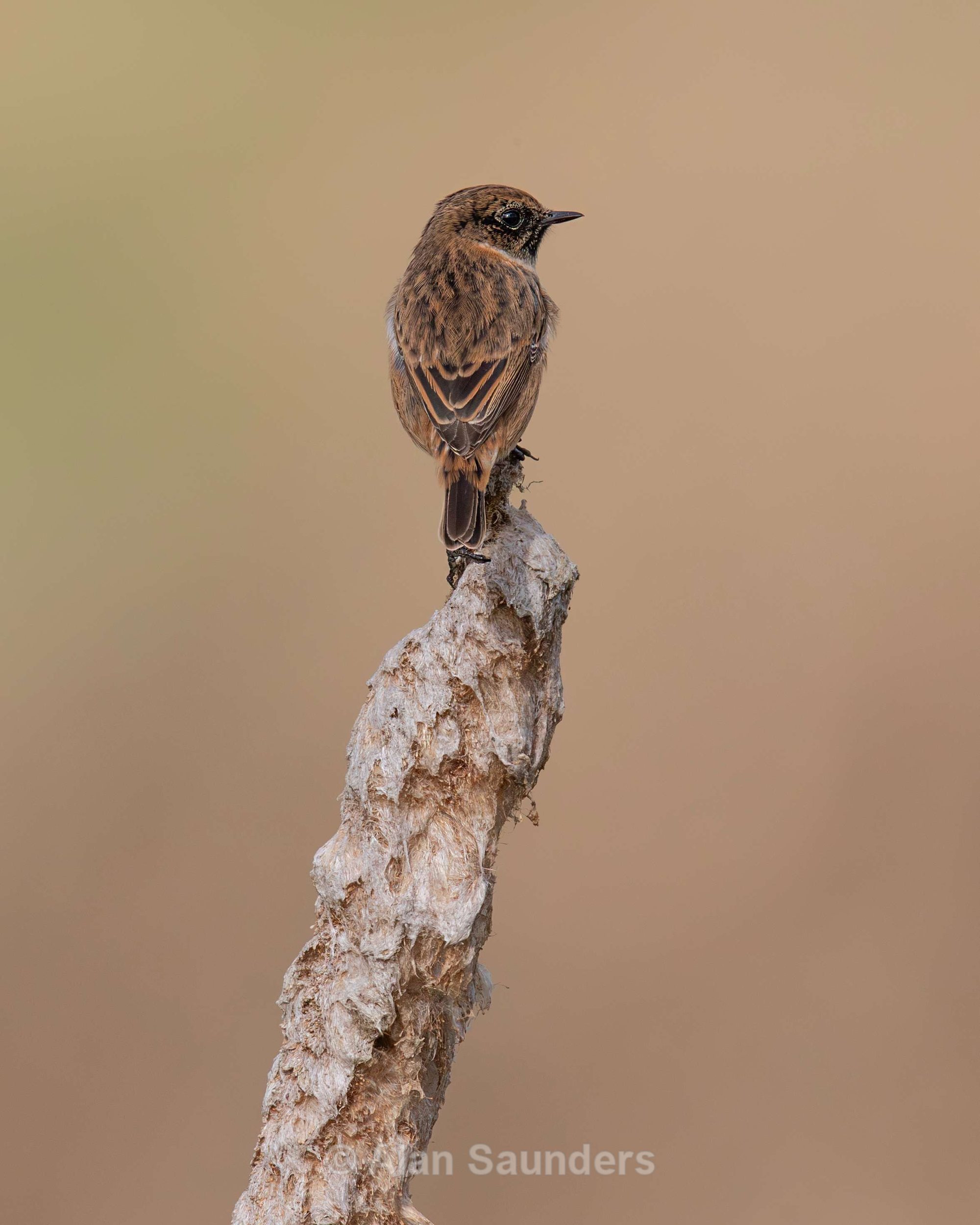 Stonechat 3