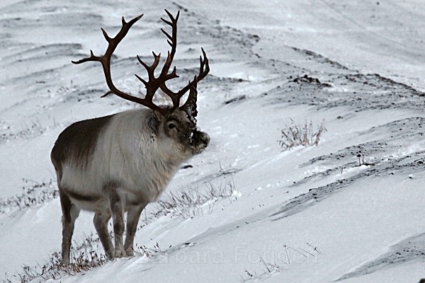 Reindeer 6342 - Wildlife