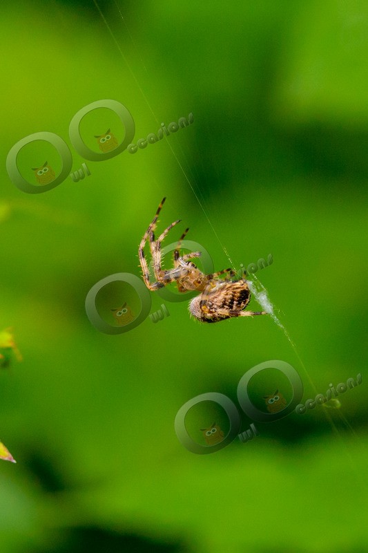 Cross Orb Spider Araneus diadematus-2255 - Insects from around the world