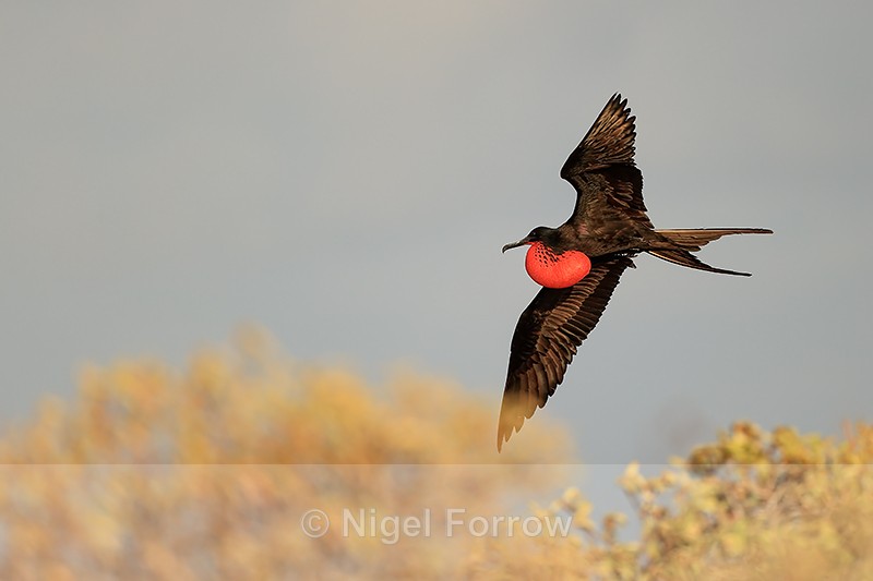 Flying Magnificent Frigatebird (male) with inflated sac, Isla Lobos - Magnificent Frigatebird