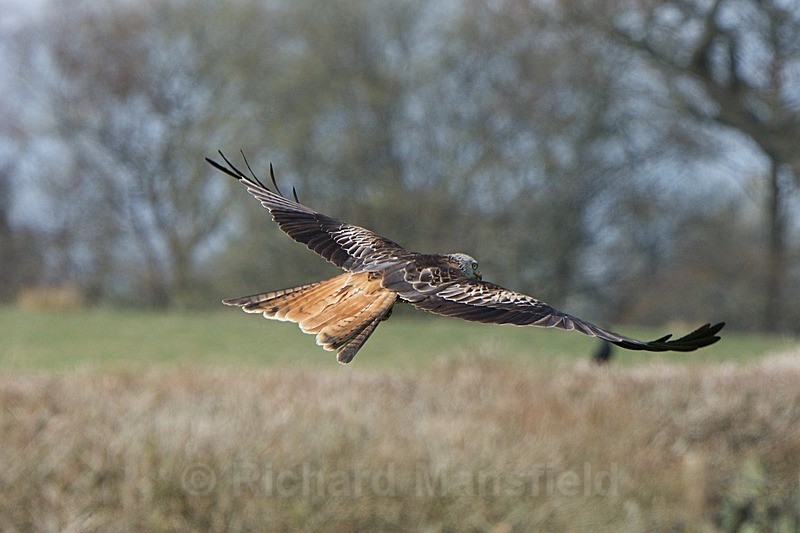  - Red Kites