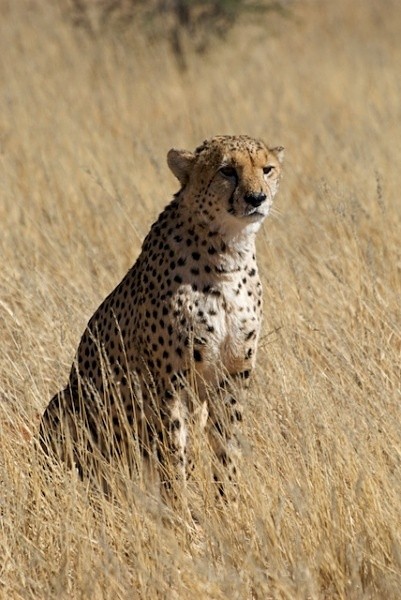  - Namibia