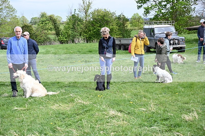 WJ6_8712 - Class 8 Best Working / Gun Dog or Bitch