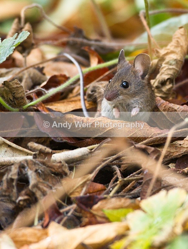 20101113-3216 - Wood Mouse
