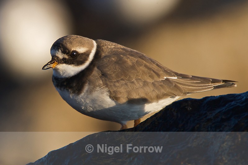 Ringed Plover - Ringed Plover