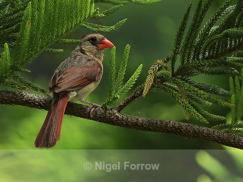 Northern Cardinal (female), Hakalau, Hawaii - Northern Cardinal