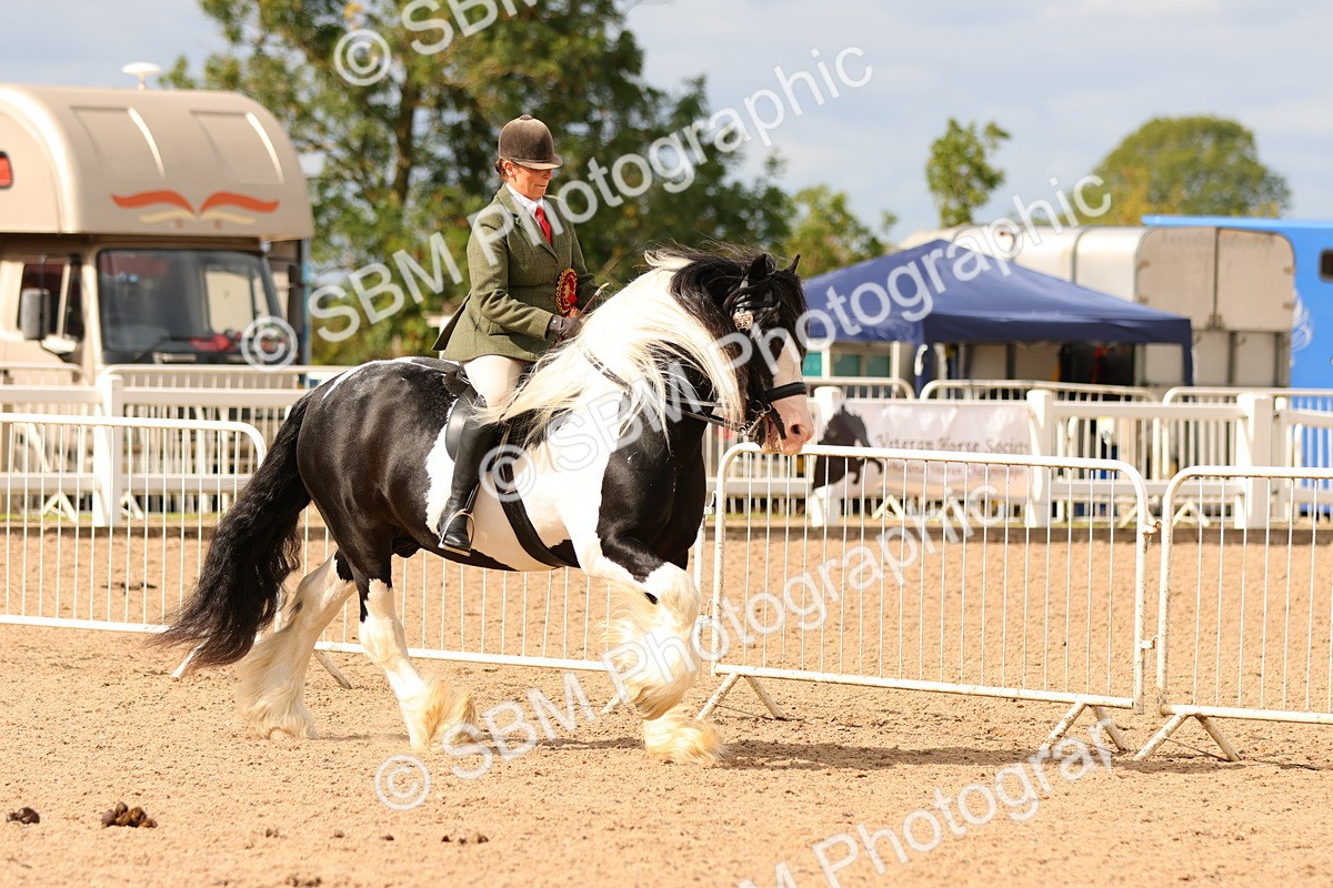 SBM_15743 - Class 215 - Ridden Traditional - Native Cobs