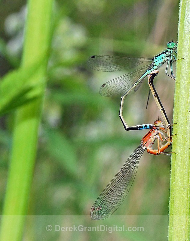 Eastern Forktail (mating wheel) - Dragonflies of Atlantic Canada