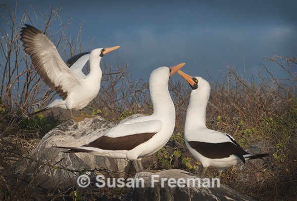 Nazca Boobies - Nature
