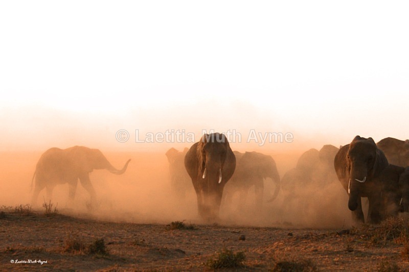 _M7B0081 Amboseli - Elephants