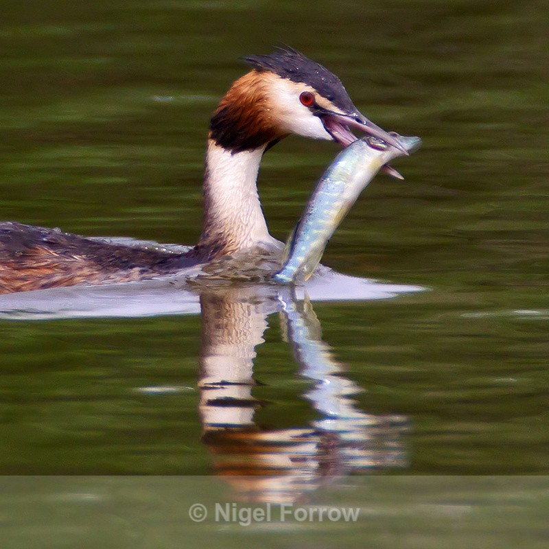Great Crested Grebe with fish - reflection shot - Great Crested Grebe