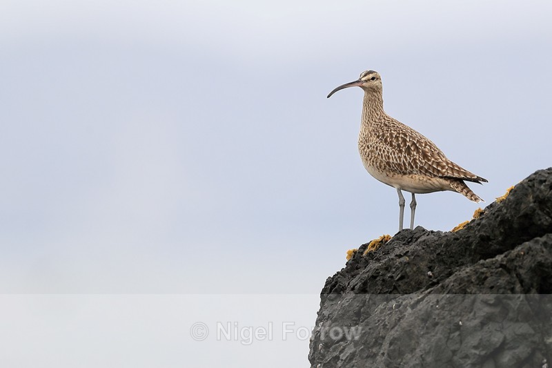 Whimbrel looks out from rock, Chile - Whimbrel