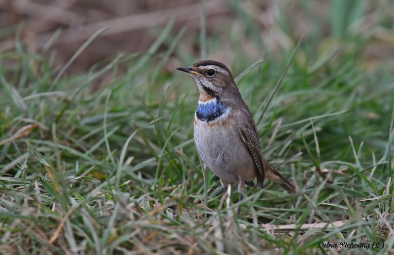 Bluethroat - Birds