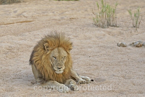 Male lion in riverbed (Timbavati, South Africa) - African Lions