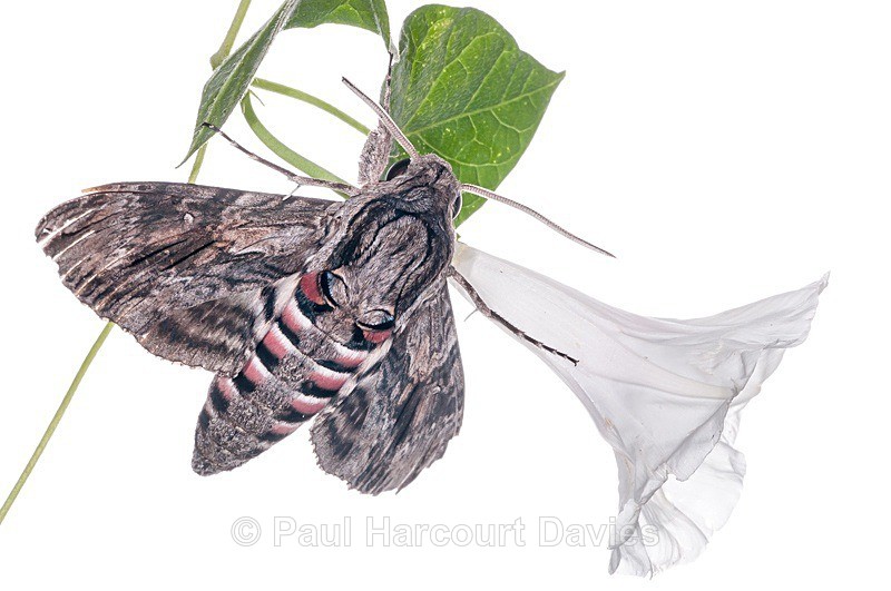  - Small Creatures - WB