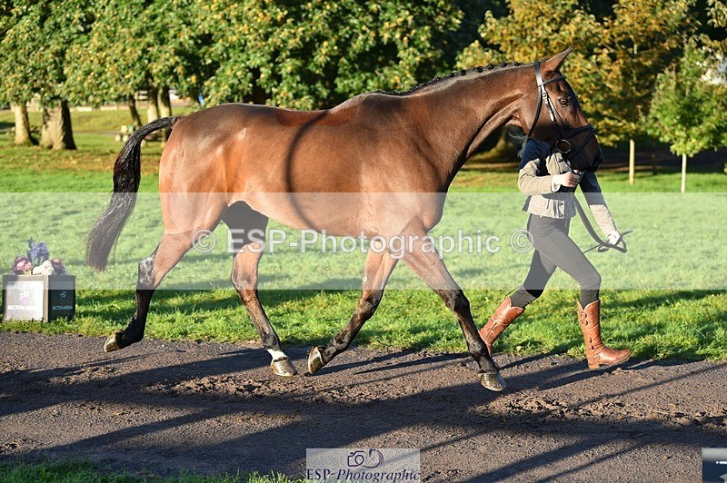 231022-090046-21504 - 658-DANCING.PADDE-Fenella.Redvers-TrotUp+SJ