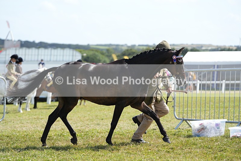 DSC07331 - Class 69: NPS Show Pony 4 years and over