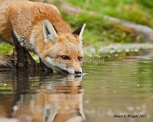600 - Fox