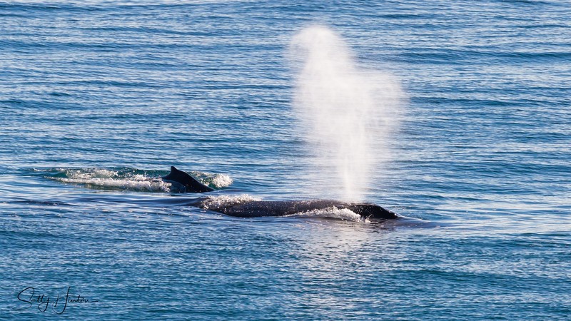 Whale Blow 2