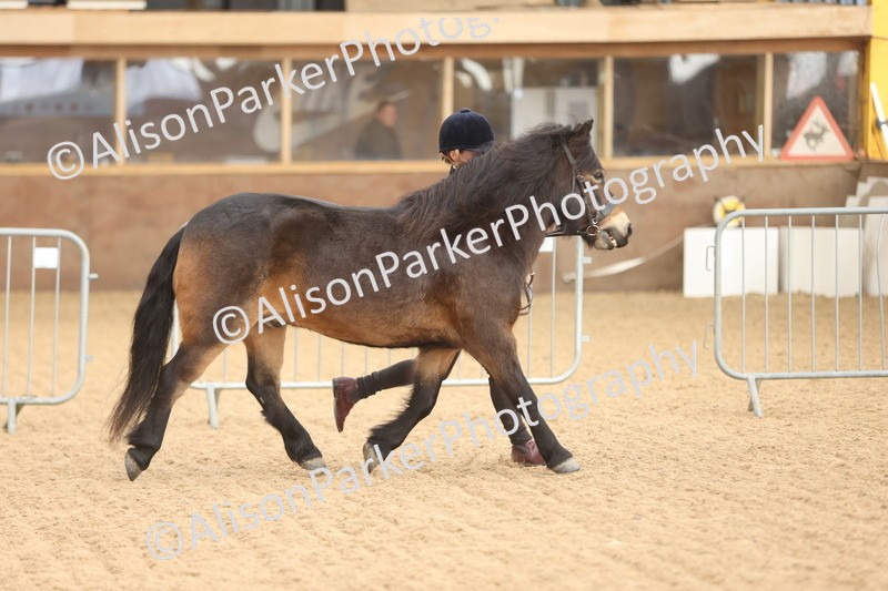 20251109-0597 - Class 22 - Geldings 4 Years and over