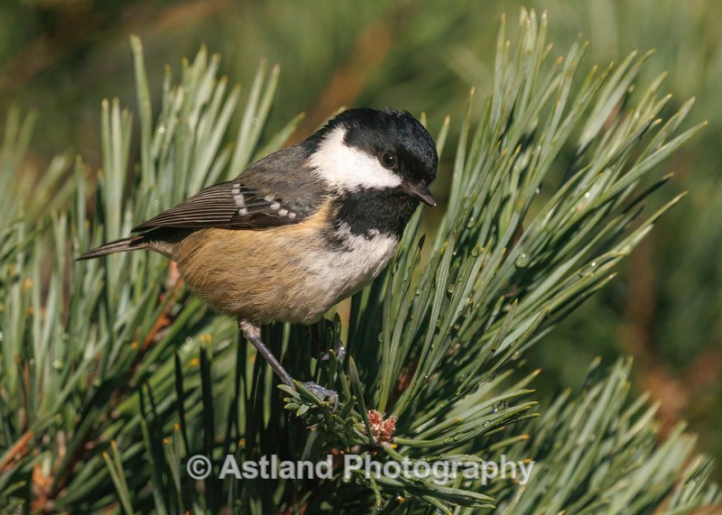 Astland Photography, Bird and Wildlife Images, Susan and Peter Wilson, U.K.