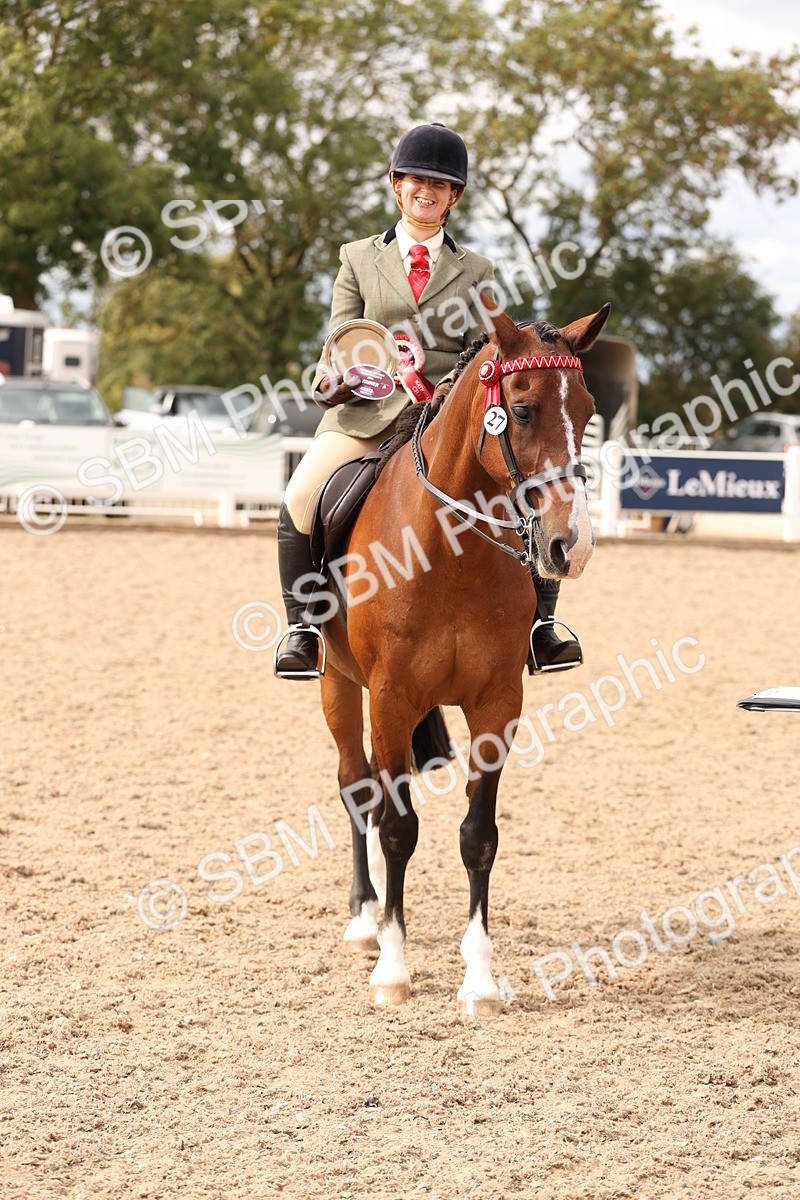 SBM_17377 - Class 214 - Ridden Hack Riding Horse