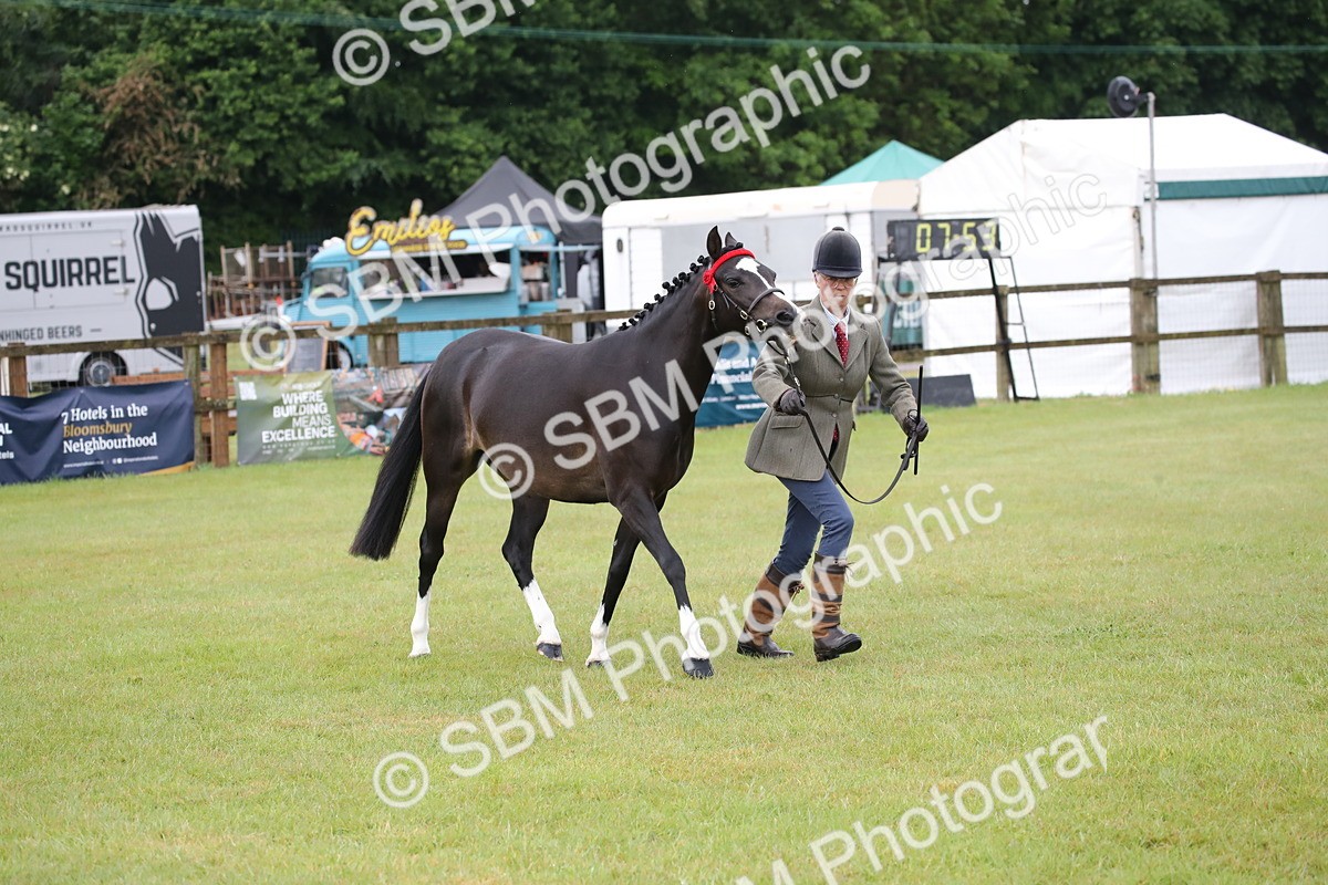 SBM_00076 - Class 17-20 - Arab & Part Bred - Anglo Arab In Hand