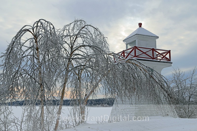 Weeping Birches - Lighthouses of New Brunswick