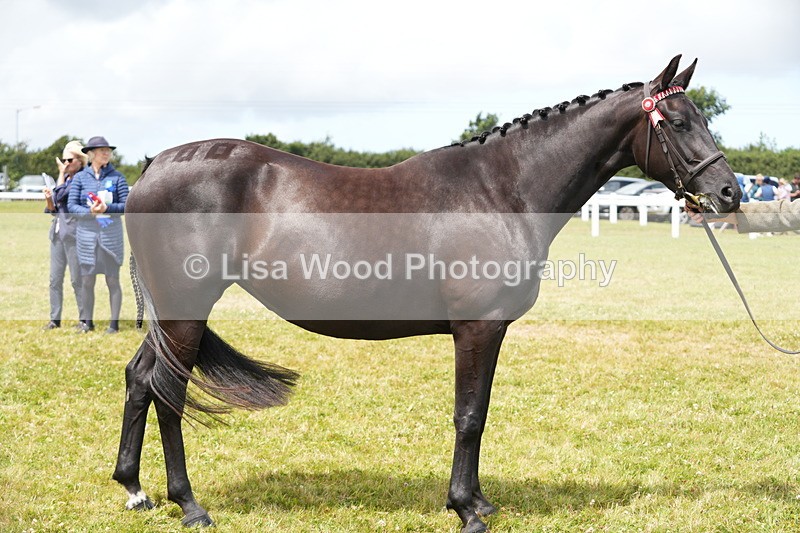 DSC06386 - Class 55: Hunter/Riding Horse/Hack 3 & 4 yr olds