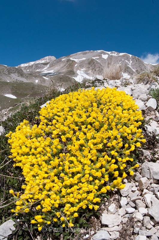  - Plants: wide-angle