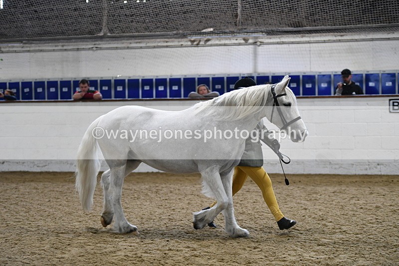 WJ5_4628 - Class 3 Part Bred In hand