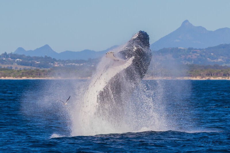 Humpback Breach Twisting Mt Warning 1. 0A3A8739 - 2025 Whales