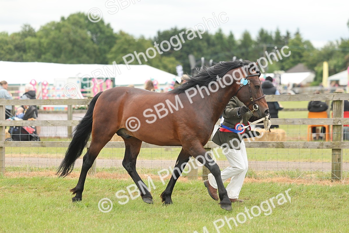 SBM_05066 - Class 50-57 - M&M Welsh Pony In Hand