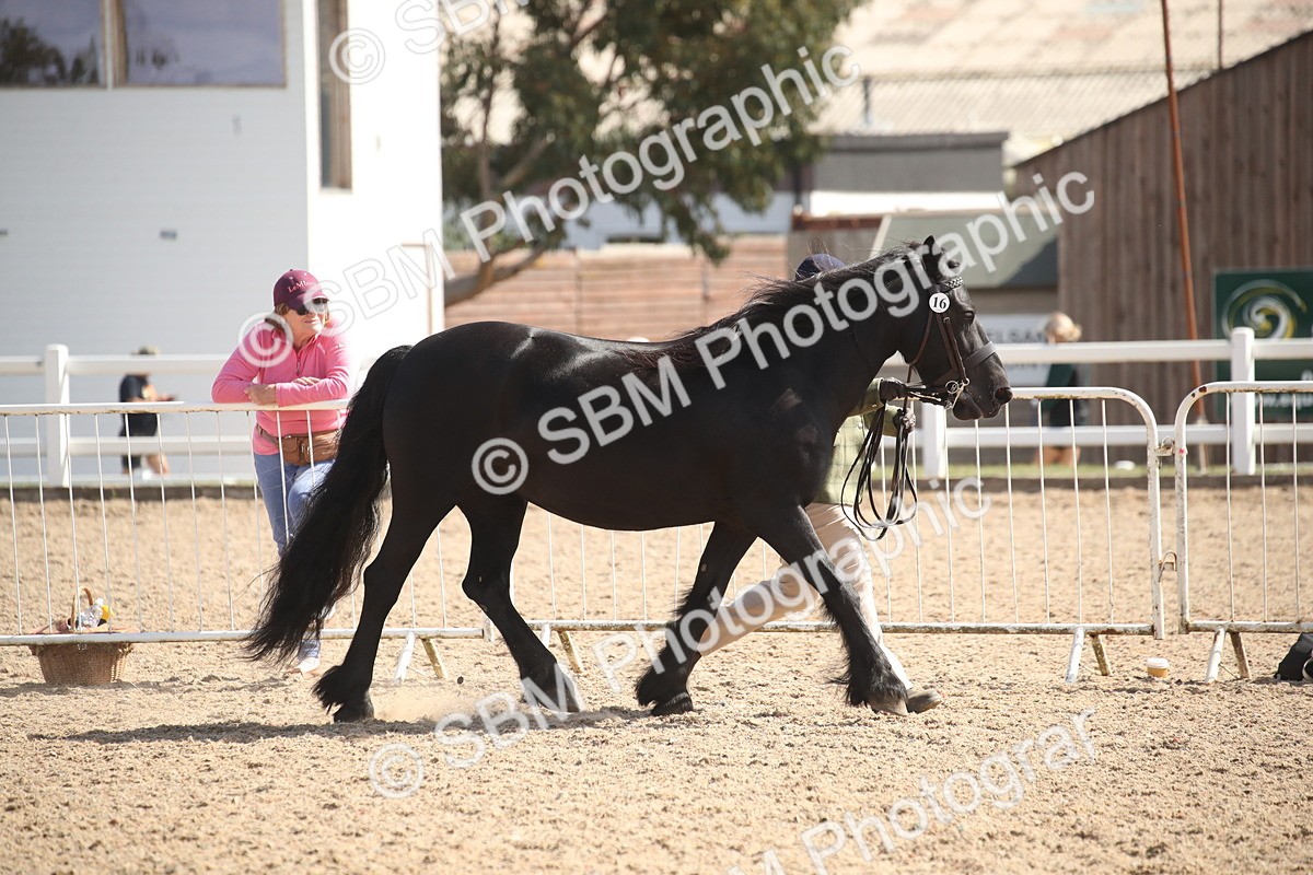 SBM_23131 - Class 606 - 2026 - Area - IH Pre Vet