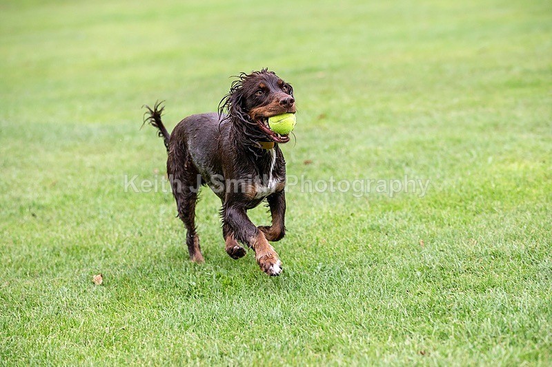0KJS5400 - Dogs in Abington Park