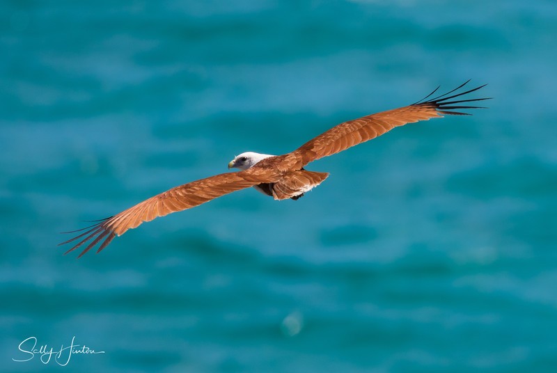 Brahminy Kite over the ocean 2