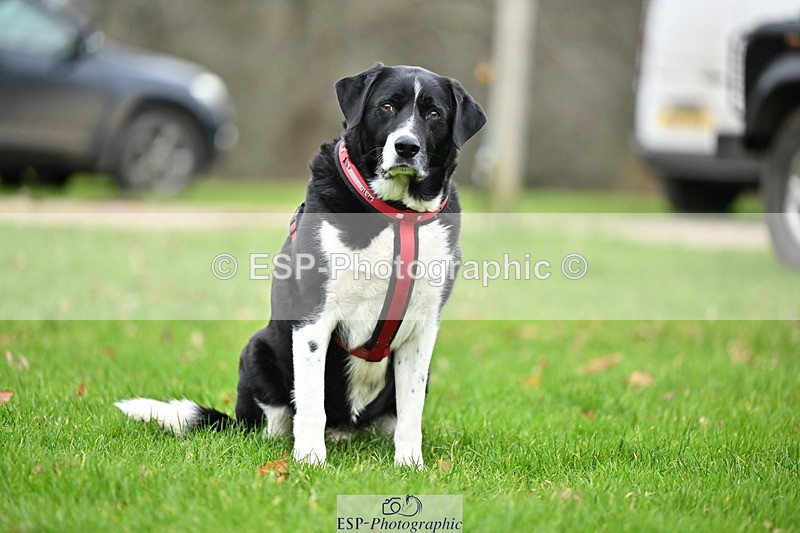 250201A-105920-00315 - Cls 02 Local Horse 100cm