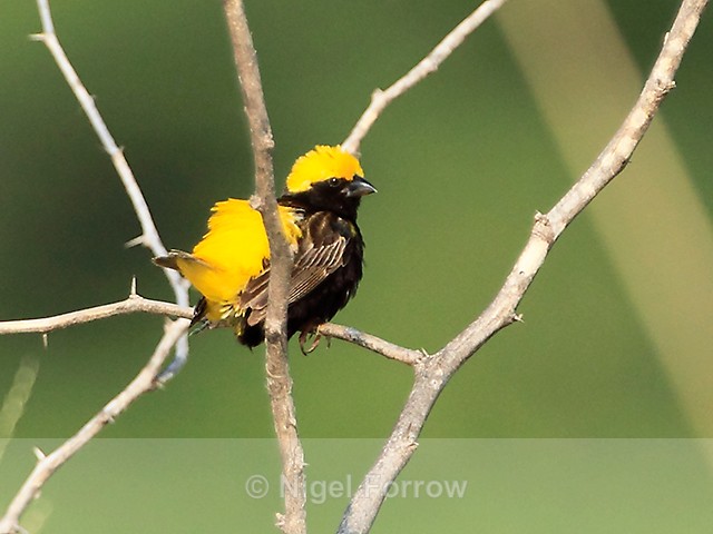 Yellow-crowned Bishop (male) - Yellow-crowned Bishop