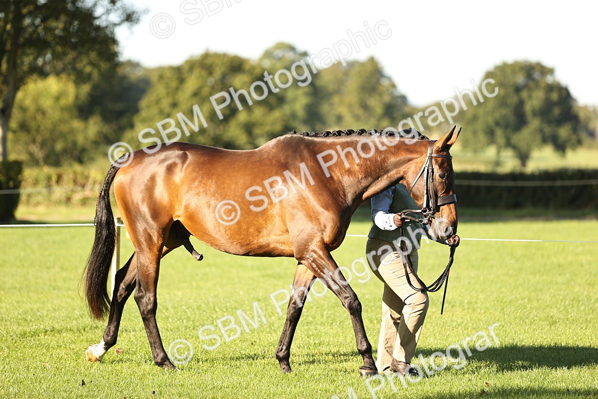 SBM_15690 - S1 - TSR in Hand Horse & Pony Showing