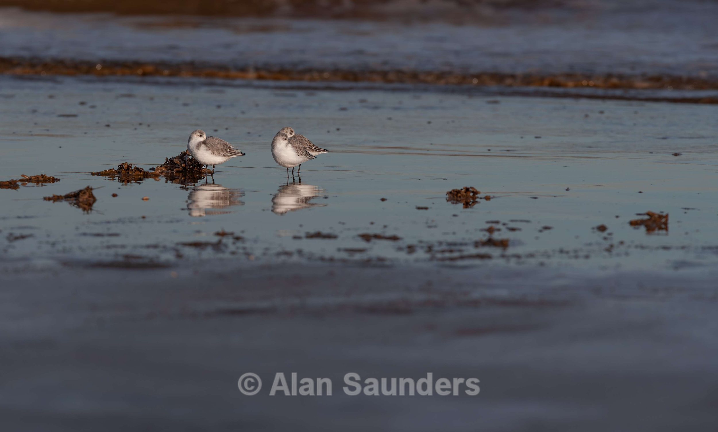 Sanderling 2